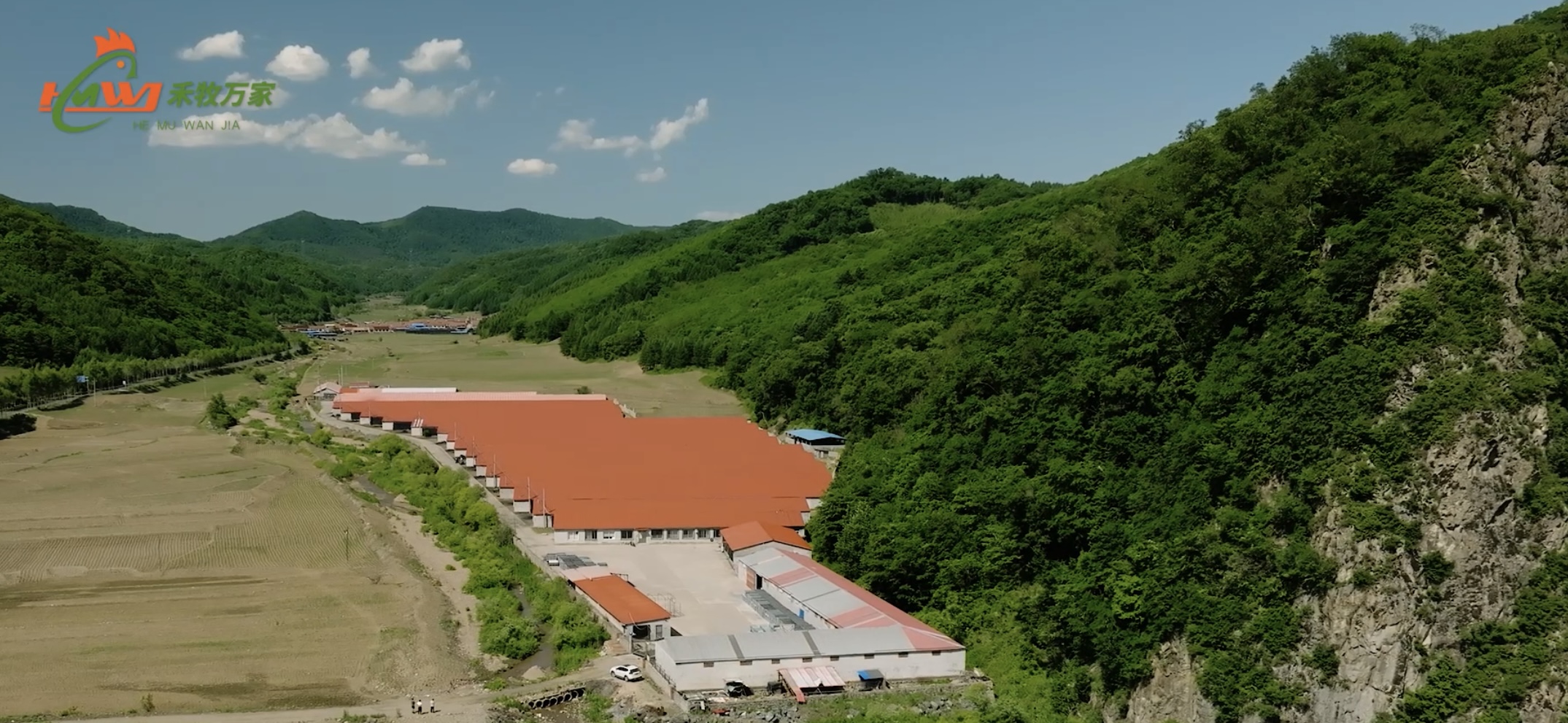 鞍山鸡雏